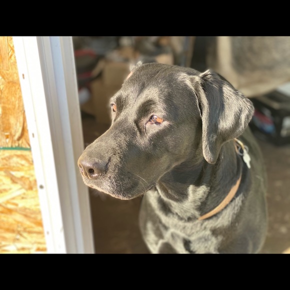 Meet your Posher, Barbara - Picture 4 of 5